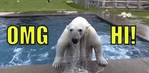 OMG Hi Bear gif
