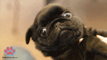 pug puppy Tinder gif