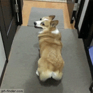 Twerking Corgi